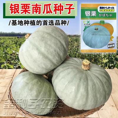 银栗南瓜种子新疆白皮银栗南瓜