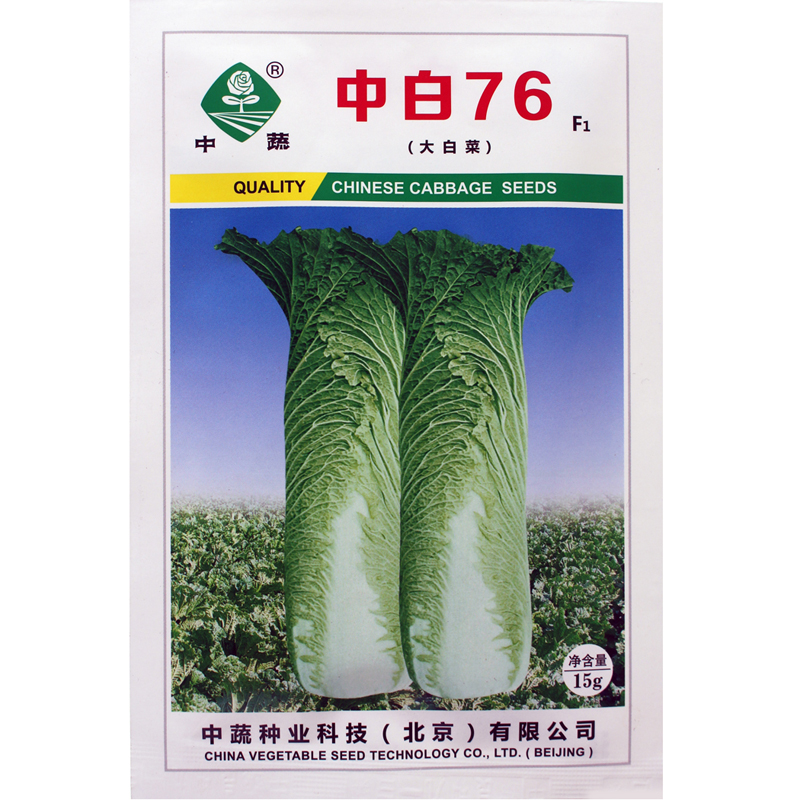 中白76白菜种子中蔬农科院高筒