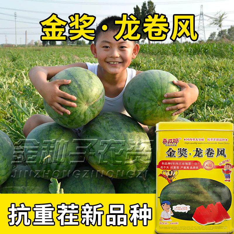 懒汉龙卷风西瓜种子特大懒汉瓜