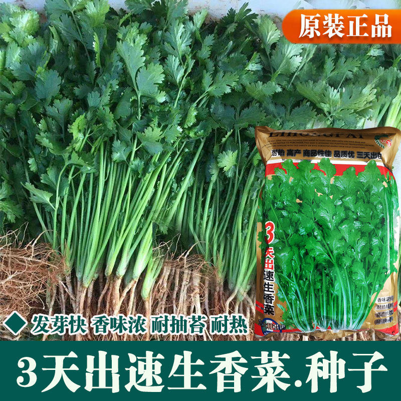意大利进口 3天出速生大叶香菜种子耐热高产春秋四季蔬菜芫荽籽孑