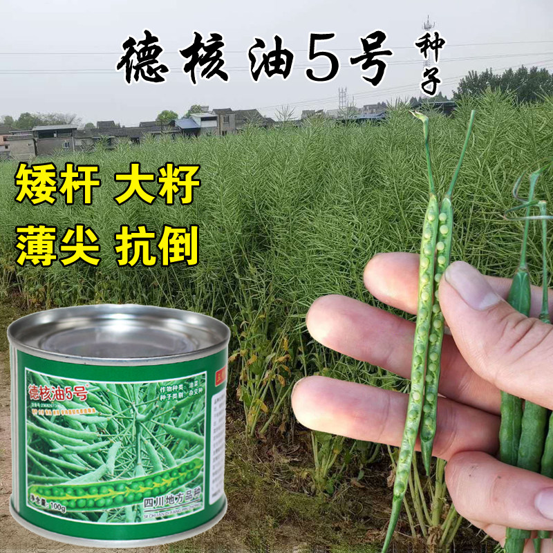 德核油8号油菜籽种子榨油耐寒杂交油菜花种籽秋冬播冬季油菜花籽