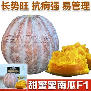 甜蜜蜜南瓜杂交种子超好吃超甜特面肉厚细腻春季播种冬储蔬菜种籽