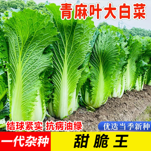 甜脆青麻叶大白菜种籽青帮甜脆青口白早熟高产四季农家蔬菜种子孑