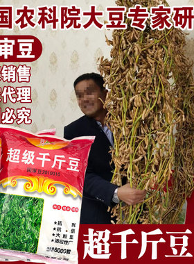 超级千斤豆黄豆种子早黄豆种子中黄13大豆种籽中黄57高产早熟抗病