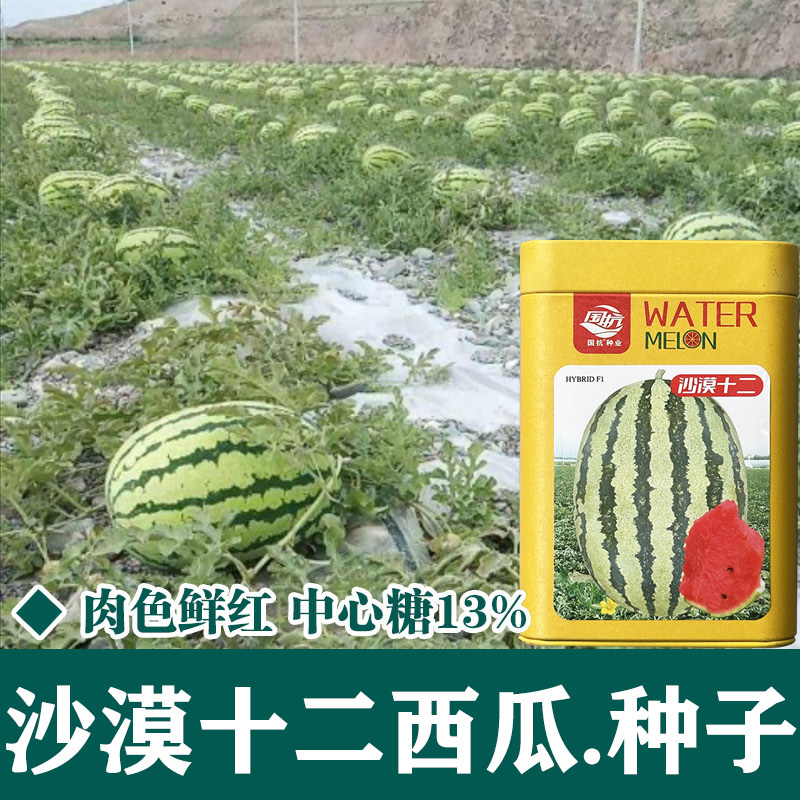 金城五号西瓜种子 特大金城5号甘肃压砂西瓜沙漠西瓜种子红瓤基地
