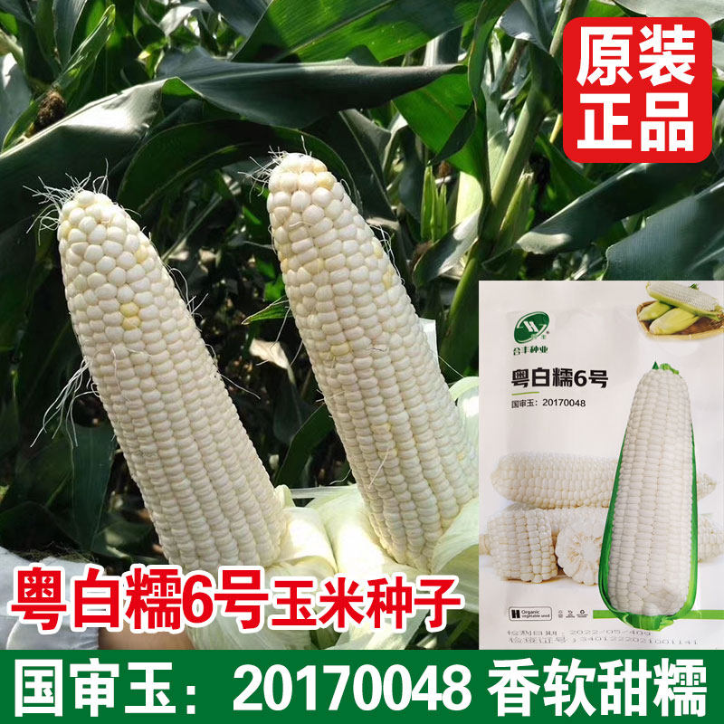 蔬果菜种籽 白糯玉米种子甜玉米种子 庭院种植水果玉米春夏季播种