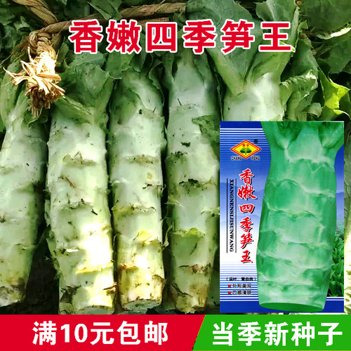 莴笋种子耐热青皮绿肉尖叶香