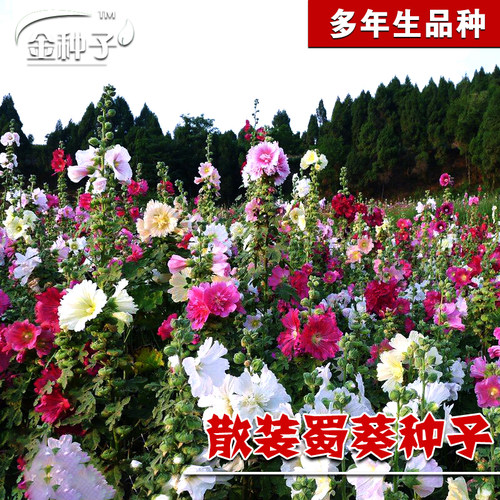 蜀葵花种子混色观赏花卉室内庭院花卉花籽一丈红四季易种批 - 封面
