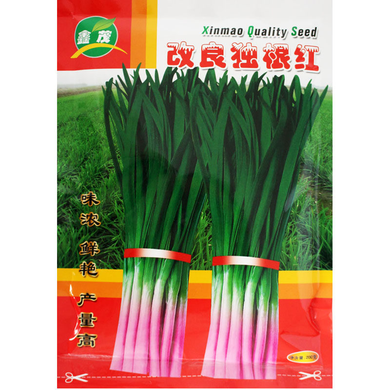 寿光多年生种子田园独根红韭菜
