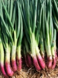 Семена зеленого лука с красным кожей.