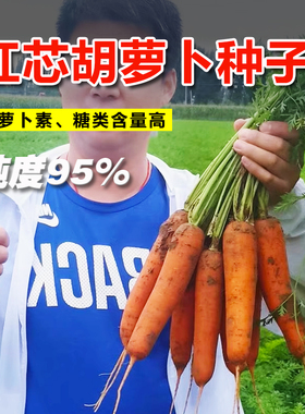 三红八寸参胡萝卜种子小顶红八寸胡萝卜籽红胡萝卜大田蔬菜基地种