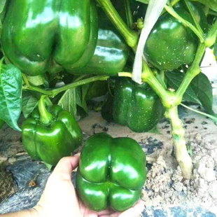 尚品甜椒种子 春播大田高产抗病不辣辣椒籽种子可四季阳台盆栽