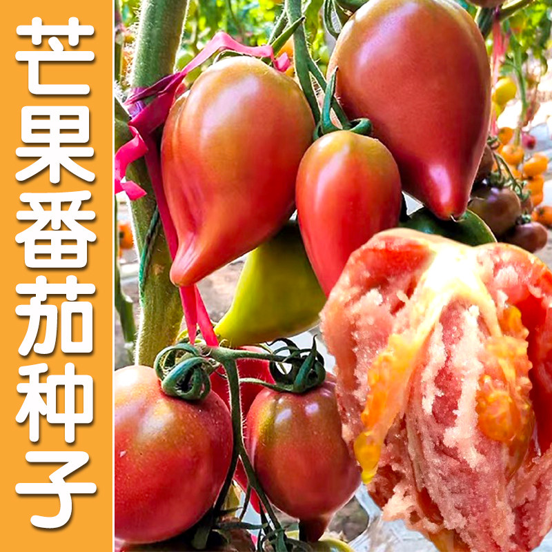 芒果蜜番茄种子超甜水果沙瓤图片