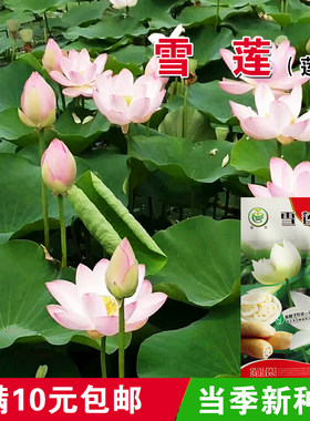 荷花池塘高产莲藕种子