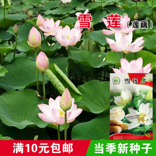 大型荷花种子南斯拉夫雪莲种子池塘高产莲藕深水藕浅水藕莲花种子