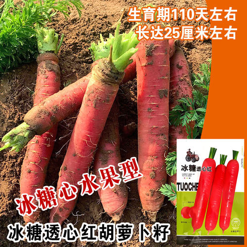 蔬菜冰糖透心秋季红皮胡萝卜种子