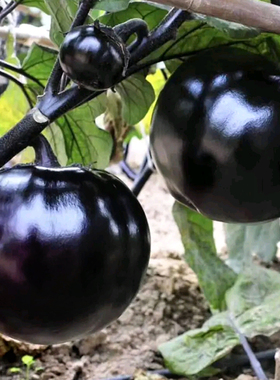 圆茄种子茄子苗孑高产黑紫色菜特大圆蔬菜秧茄种籽秧苗品种茄春季