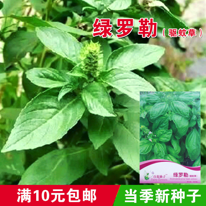 百花仙子绿罗勒叶金不换薄荷驱蚊清香绿植阳台院子可食用香草植物