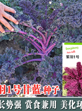 紫色羽衣甘蓝种子春季秋季四季播蔬菜籽阳台盆栽菜园大田食用观赏