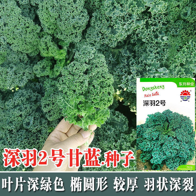 羽衣甘蓝蔬菜种子食用甘蓝蔬菜孑种籽阳台四季盆栽雨衣语衣羽叶,鲜花速递/花卉仿真/绿植园艺,家庭园艺种子,淘宝优惠券,粉丝福利购,淘宝优惠卷