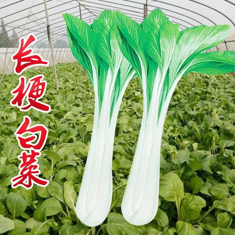 长梗白菜种子壶瓶长梗白种籽花叶高梗白高杆箭杆小白菜青菜蔬菜孑