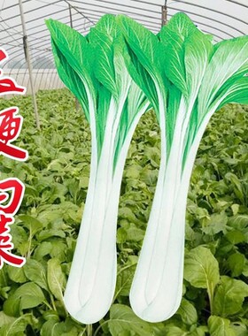 长梗白菜种子壶瓶长梗白种籽花叶高梗白高杆箭杆小白菜青菜蔬菜孑