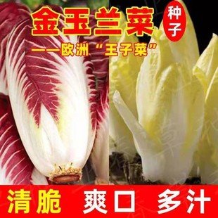 金玉兰菜种软化菊苣种子种籽苗苦苣苗根 菜苗四季菜根蔬菜特色孑
