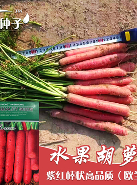 欧兰克红色胡萝卜种子紫色红皮红心水果萝卜高产四季阳台盆栽籽孑