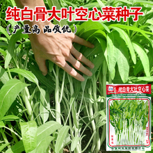 白梗柳叶空心菜种子白骨泰国大叶小叶蕹菜竹叶水生蔬菜籽四季种植