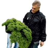 荷兰BEJO羽衣甘蓝种子 冬宝耐寒养生保健蔬菜种子原装进口特菜奇