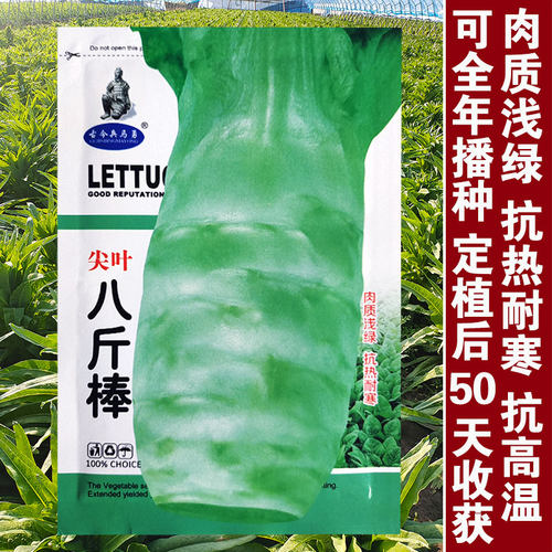 八斤棒莴笋种子四季莴笋种子高产耐热绿叶绿心种籽春季秋季播耐寒