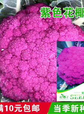 紫色花椰菜 蔬菜种子 阳台种菜家庭盆栽庭院种植夏季秋播品种菜种