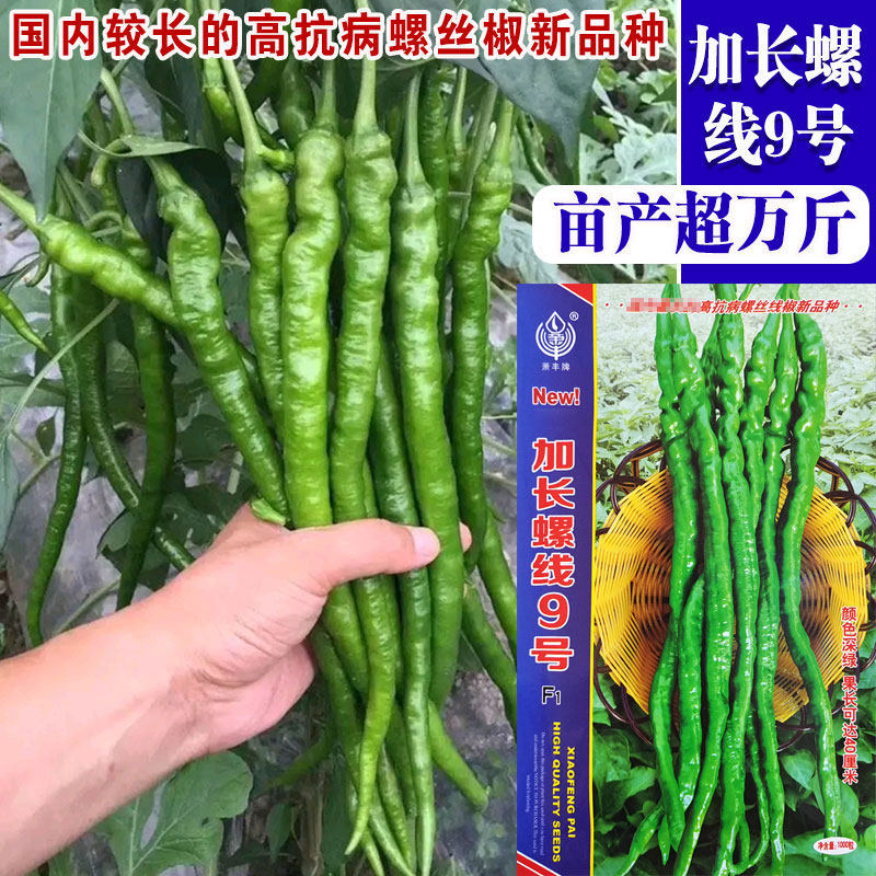 螺丝线椒种子线椒种籽螺丝椒种籽褶皱细长辣椒四季蔬菜加长螺线椒