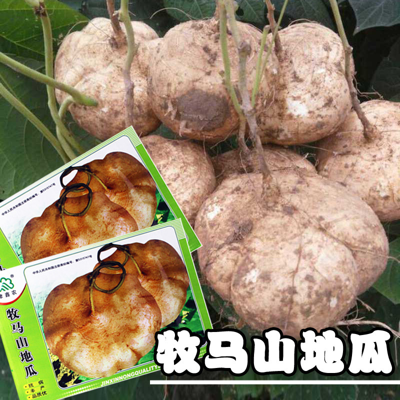 牧马山地瓜种子 特早熟地瓜 沙葛凉薯土瓜种子 即可生食也可炒菜
