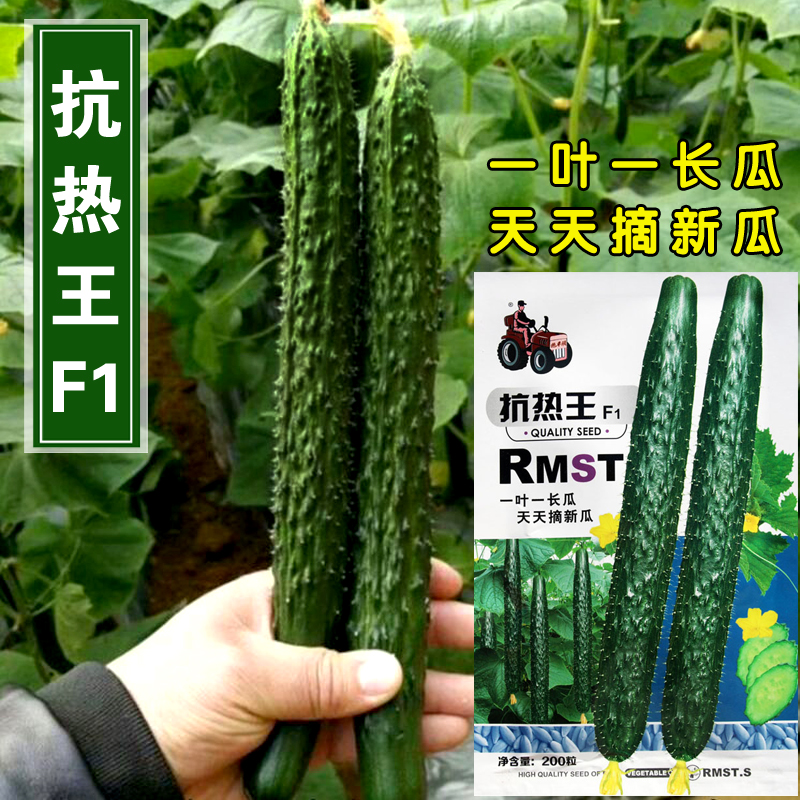抗热王长黄瓜种子小水果大棚黄瓜种籽旱老四季秋冬季蔬菜盆栽农家