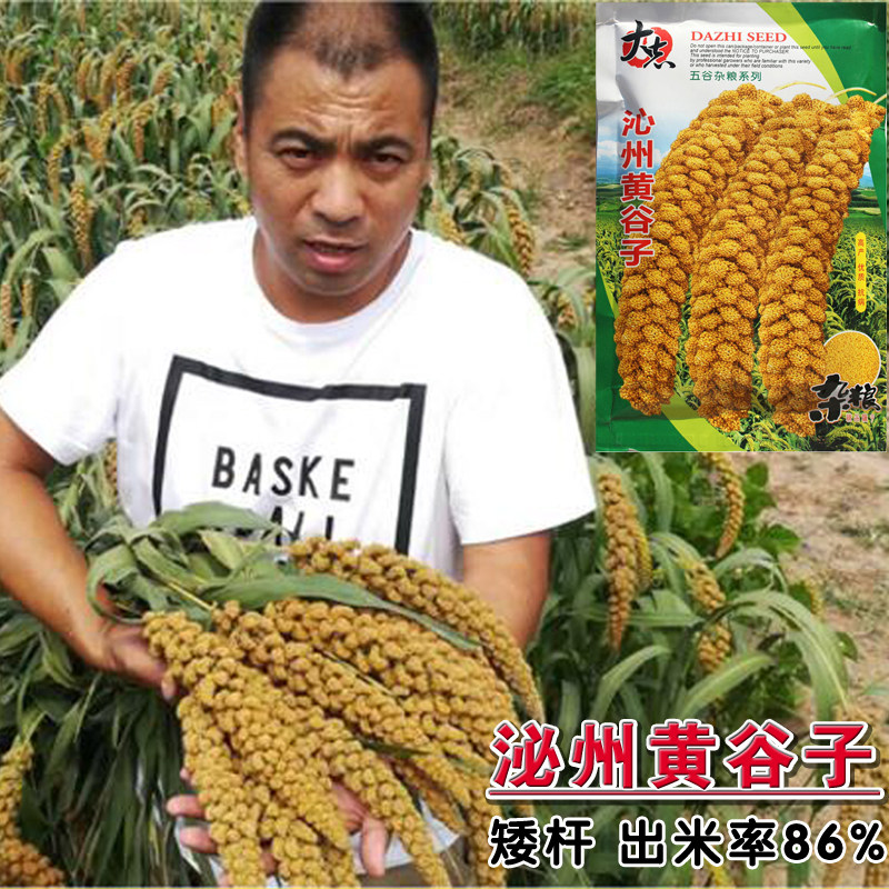 山西沁州黄小米谷子种子 优质抗旱新谷种黄小米粮食种籽 春夏季播