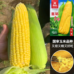 垦粘一号糯玉米种子黄糯玉米种籽东北农家粘苞米籽黄粘玉米老品种