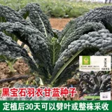 Саженцы семян в капусту съедобные черные драгоценные камни капусты