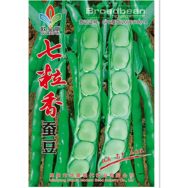 七粒香大蚕豆种籽胡豆种子