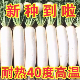 耐高温40度夏季耐热白玉萝卜阳台抗热抗病高产大白萝卜种子耐抽苔