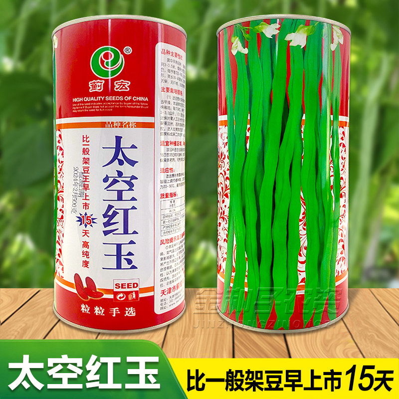 红玉架豆王种子无筋架豆种子芸豆种子高产抗病抗热春秋播芸豆种子