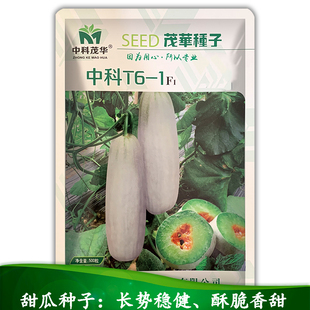 中科茂华水果蔬菜种子赶超博洋甜瓜洋种子61短棒型超甜春夏季播季
