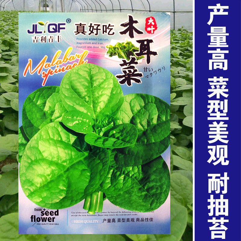 真好吃大叶木耳菜种子 农田菜地农户种植易种植肉厚大叶木耳菜籽,鲜花速递/花卉仿真/绿植园艺,家庭园艺种子,淘宝优惠券,粉丝福利购,淘宝优惠卷