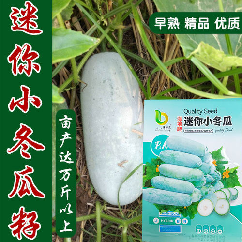 玲珑小冬瓜种子粉皮水果台湾四季