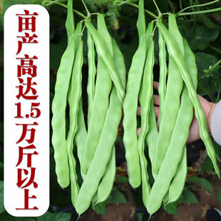 扁豆种籽玉龙三号青绿架芸豆种子春秋早熟抗病高产豆角蔬菜种孑