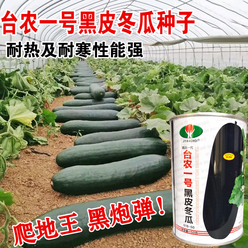 广东特大黑皮冬瓜种籽种子早熟