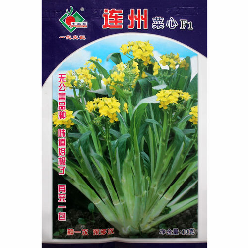 广东四季南方连州菜心