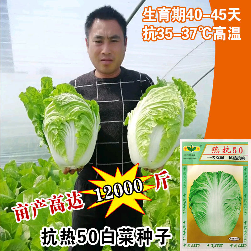 抗热50白菜种子早熟大白菜四季耐热夏季秋季夏天抗热蔬菜种子籽孑