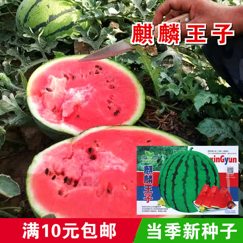 春季中早熟甜度高不裂果麒麟瓜