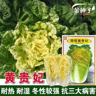 青硕黄贵妃 里外黄耐热抗病大白菜种子秋季高产5早熟农家黄菜白菜